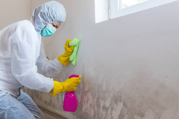 Why You Should Choose Our Mold Remediation Services in Wilmington Manor, DE